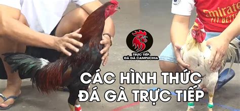 TRỰC TIẾP ĐÁ GÀ CAMPUCHIA, THOMO KHÔNG GIẬT LAG.